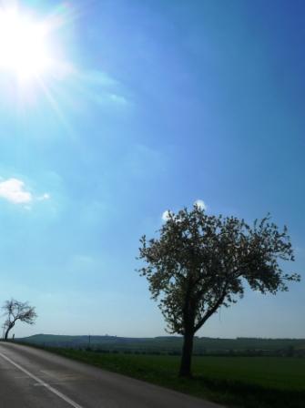 slunce a kvty strom