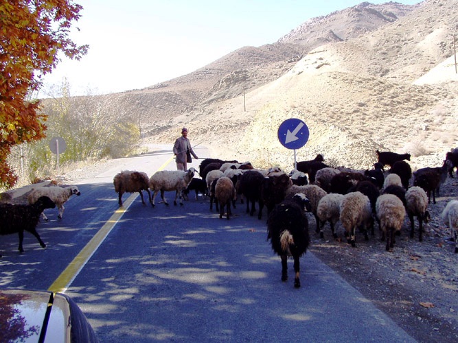 stado ovci, Írán