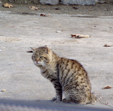 perská kočka v teheránu